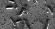 Antybiotyk "ostatniej szansy". Po 70 latach udało się rozwiązać jego tajemnice