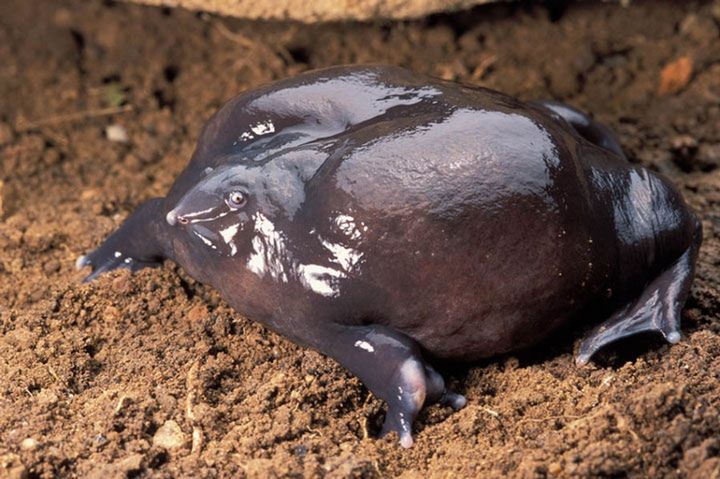 10 najbrzydszych zwierząt świata i ich supermoce 3