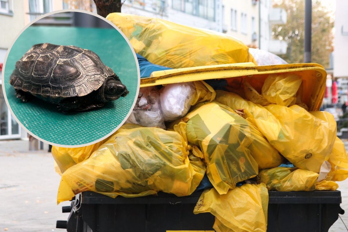 Na śmietniku w Lublinie znaleziono młodego żółwia. Był w złym stanie. Czyżby nietrafiony prezent?