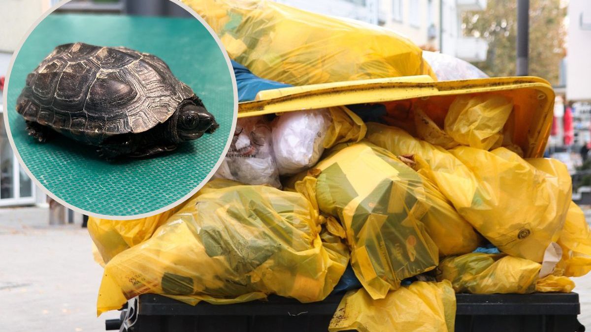 Na śmietniku w Lublinie znaleziono młodego żółwia.