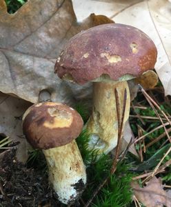 Wojna grzybiarzy w Toskanii. Władze załamane