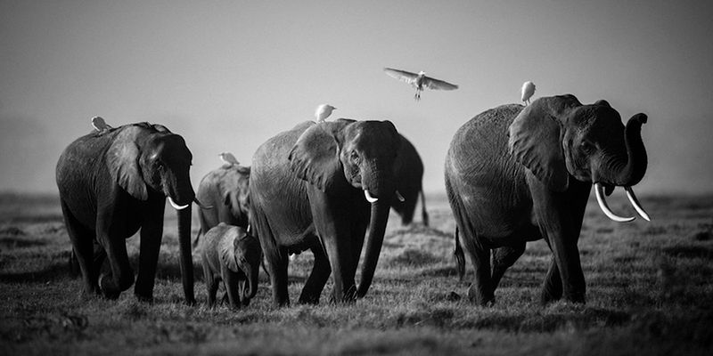 Laurent Baheux ujął charakter Afryki w czarno-białych portretach zwierząt 8