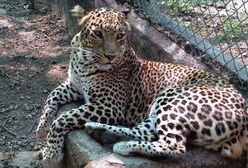 Dramat za Odrą. Lampart zaatakował kobietę