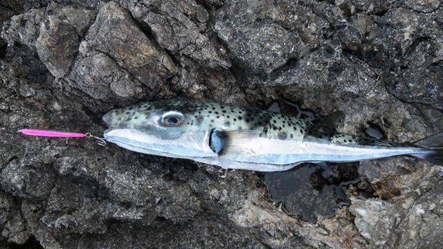 Tę szkodliwą rybę coraz częściej można spotkać w europejskich wo