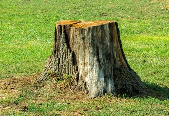 Umieść w pniu drzewa. Tak usuniesz go z ogrodu bez ciężkiego sprzętu