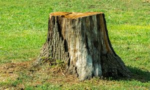 Umieść w pniu drzewa. Tak usuniesz go z ogrodu bez ciężkiego sprzętu