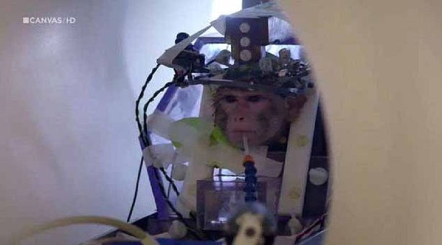 eksperymenty na małpach