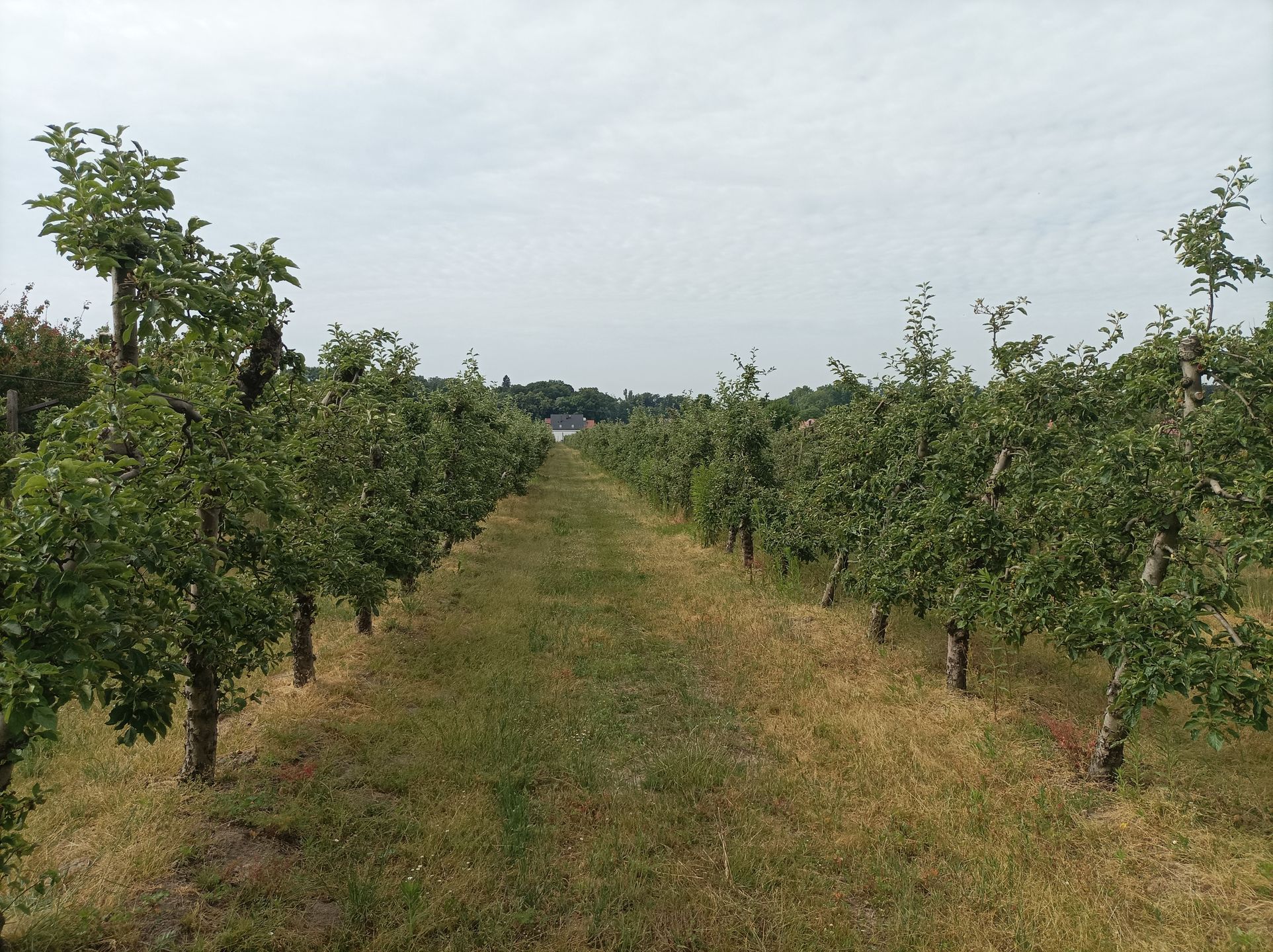 Dorota Kowalska i Piotr Rybikowski z Wiszni Małej prowadzą sad owocowy i od lat organizują samozbiory