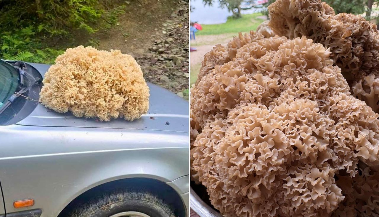 Osiągają nawet 15 kg. Sypnęło nimi w Polsce. Łatwo się naciąć