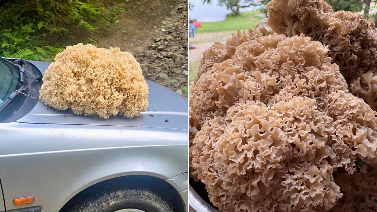 Siedzunie sosnowe potrafią osiągać imponujące rozmiary.