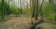 Poznań walczy z suszą w lasach. Rusza projekt retencji wody deszczowej