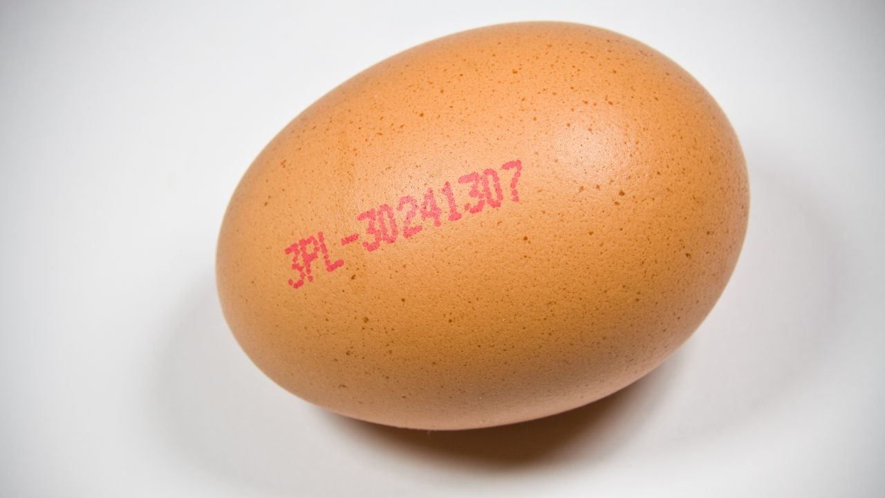 Jak kupić dobre jajka?