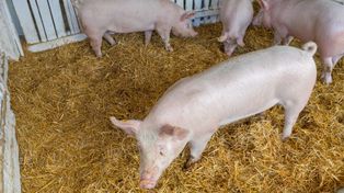 Cena tucznika 2025. Najniższy poziom od marca 2022 roku