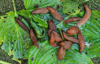 W Polsce jest ich zatrzęsienie. Nie każdy wie, co roznoszą