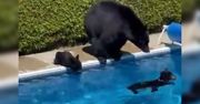 Niedźwiedzie w basenie. Zaskakujące nagranie z Kanady
