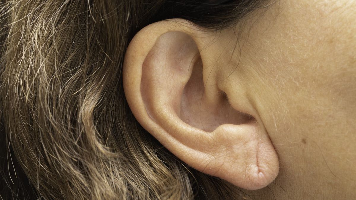 Budowa ucha zewnętrznego, wewnętrznego i środkowego