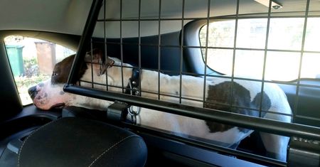 Amstaff w szkolnym autobusie. "Dzieci wskakiwały na fotele i krzyczały"