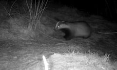 Borsuki zablokowały południe Holandii. Zagrożenie dla ludzi
