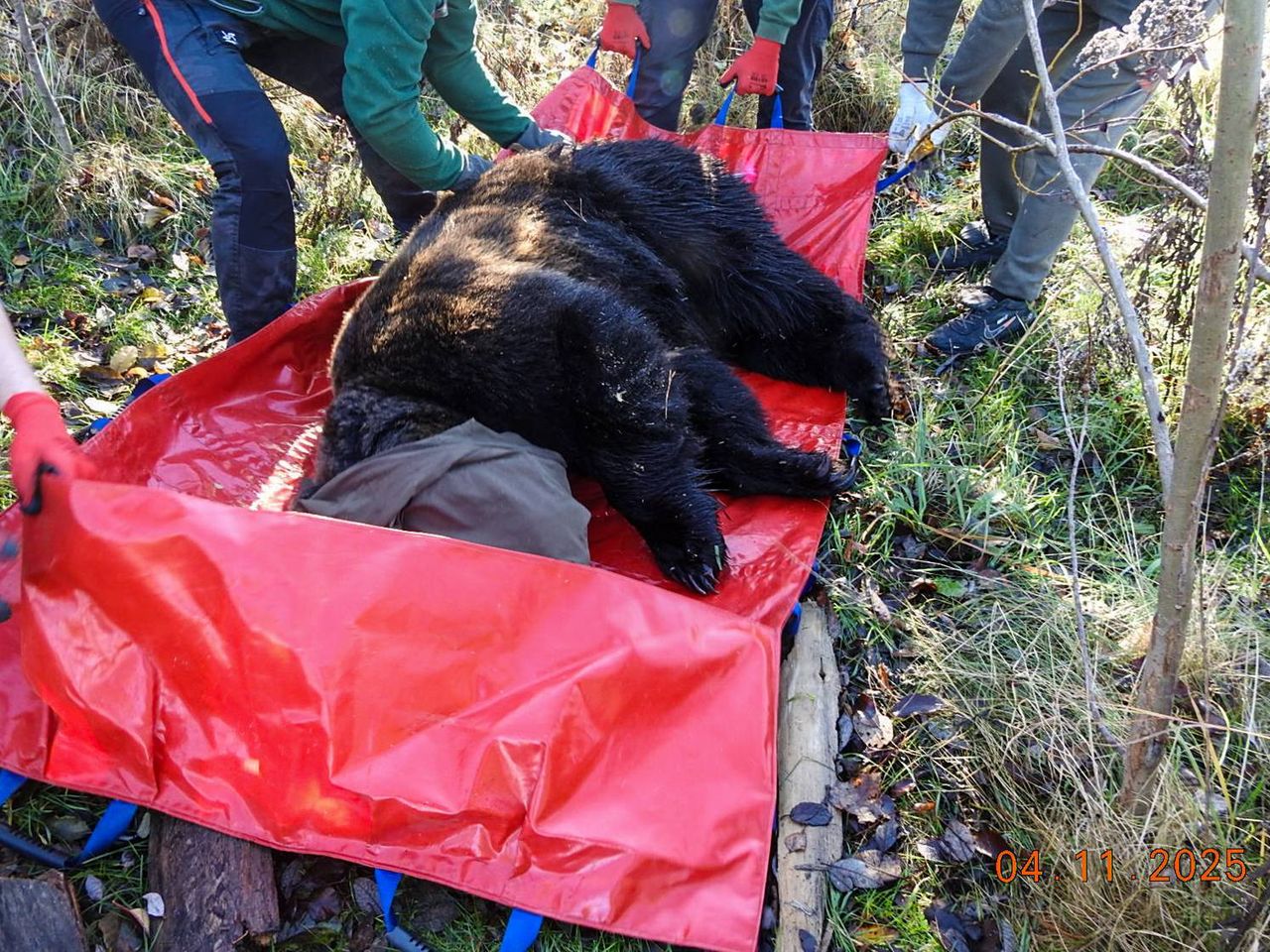 Poznań: Nowa niedźwiedzica w zoo. W jaki sposób trafiła do stolicy Wielkopolski?