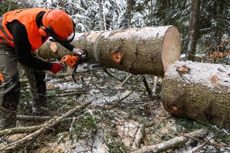 Wyniki kontroli NIK w Lasach Państwowych. "Lasy jak fabryka drewna"