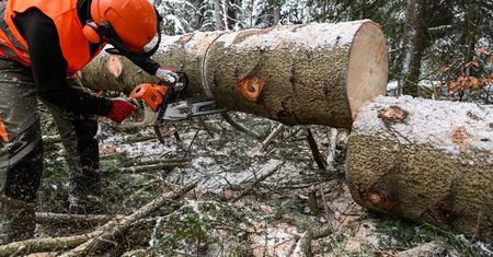 Wyniki kontroli NIK w Lasach Państwowych. "Lasy jak fabryka drewna"
