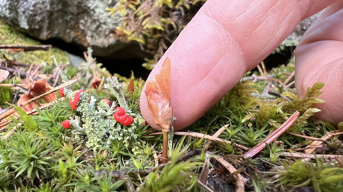 tak się zaczyna życie jodły