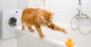 Twój kot spędza dużo czasu w łazience? Oto powód