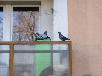 Umyj tym balkon. Gołębie będą omijać go z daleka