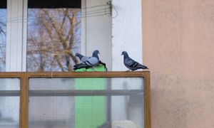 Umyj tym balkon. Gołębie będą omijać go z daleka