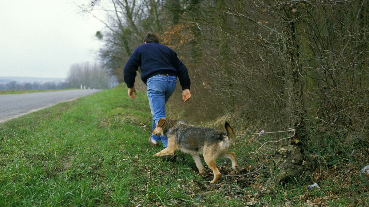 Man Abandons his Dog on Road SideMan Abandons his Dog on Road SideGerard LACZAbandoned, Adult, Animal, Canine, Canis familiaris, Dog, Domestic animals, Full length, Mammal, Man, Model released, One animal, One Person, Outdoor, Outdoors, People, Pets, Photo, Rear view, Standing up