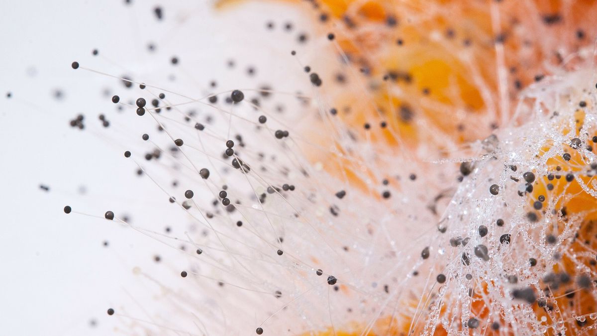 Wpływ toksyn na organizm