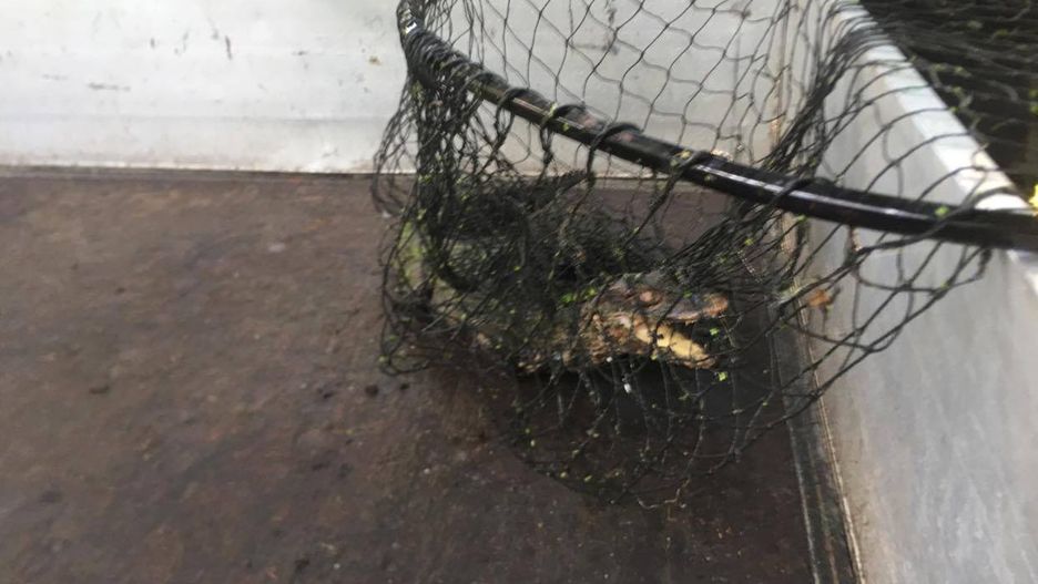 Wrocław. Aligator okazał się kajmanem. Gad złapany