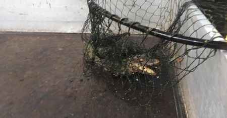 Wrocław. Aligator okazał się kajmanem. Gad złapany