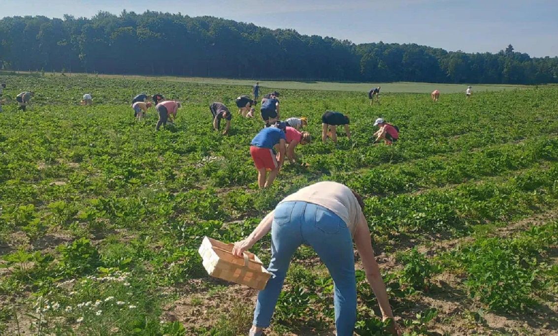 Samozbiory odmiany Rumba. Rolnik obniżył cenę. Tłumy na plantacji