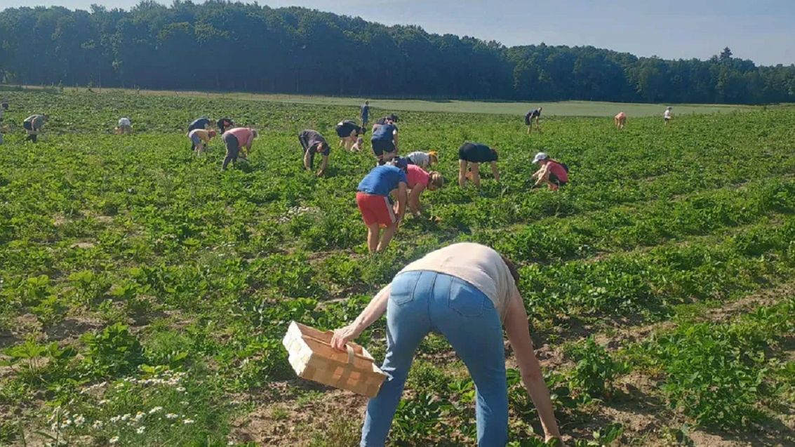 Samozbiory truskawek na Śląsku