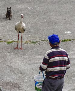 "To bocian prowokator. Chodzi po wiosce i robi, co chce". Słowacy przerażeni atakami
