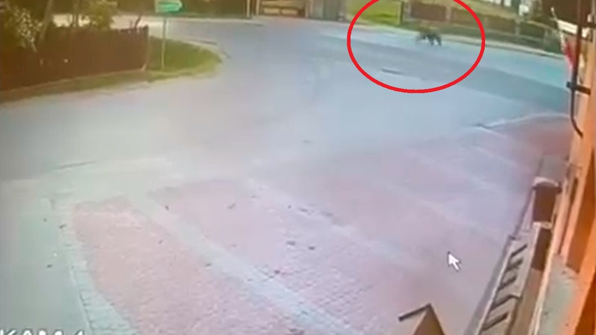 Borowa: Niedźwiedź biegnie po ulicy