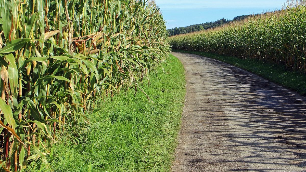 Dramatyczne odkrycie w Niemczech. W polu kukurydzy odkryto zwłoki dwóch Polaków 