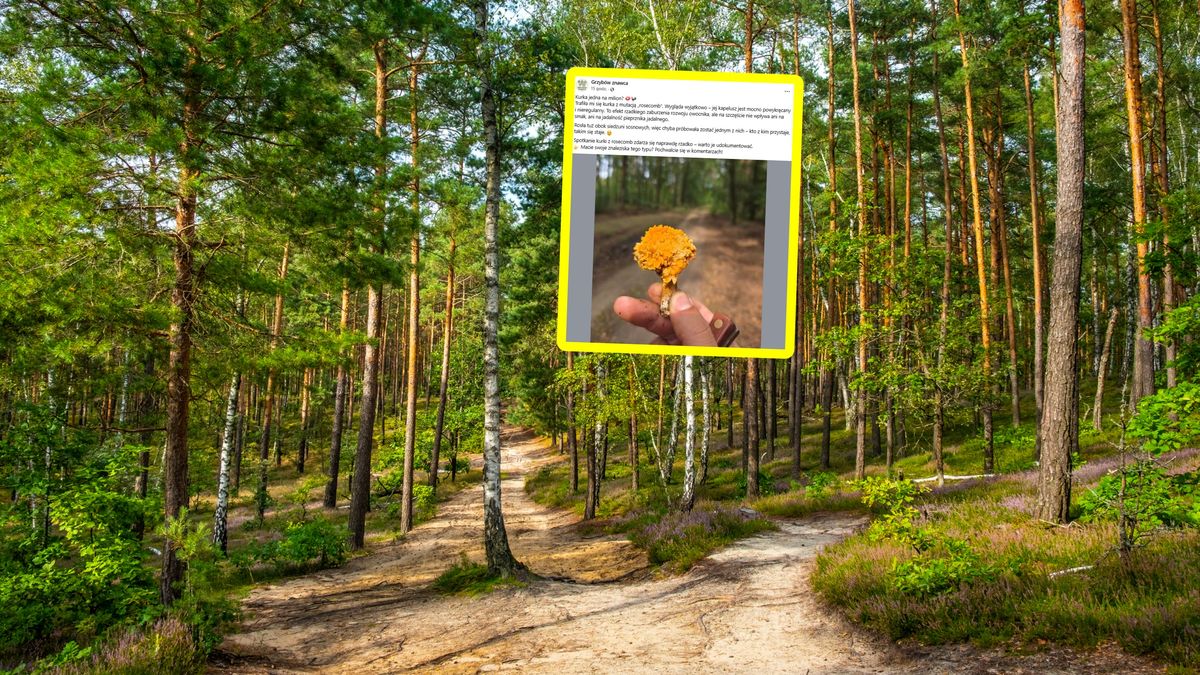 Kurka z mutacją rosecomb.