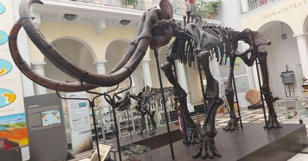 Warszawa. Piękne imię dla mamuta to… Konkurs dla sympatyków eksponatu z Muzeum Geologicznego