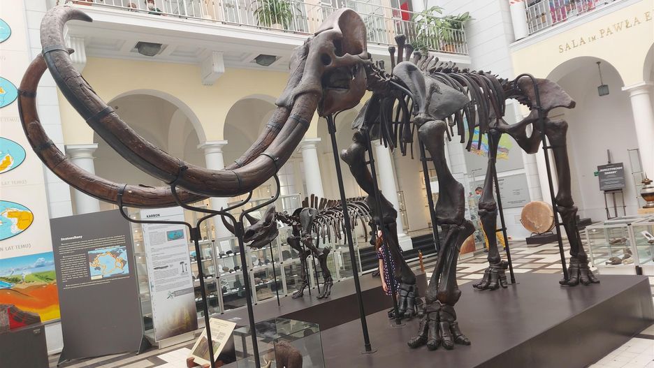 Warszawa. Jakie imię powinien nosić mamut, który od sześciu dekad jest eksponatem muzealnym, oglądanym przez kolejne pokolenia? Muzeum ogłosiło konkurs