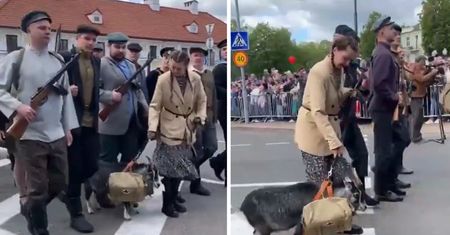 Koza zbuntowała się na paradzie wojskowej w Białorusi. "Sabotażystka"