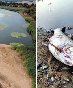 Niemcy przerażeni, pokazali zdjęcia. "Czegoś takiego nie widzieliśmy"