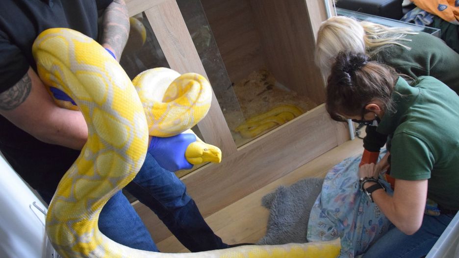 Poznań. 11 węży policjanci odkryli w mieszkaniu, w którym przechowywano nielegalną broń