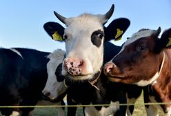 Dopłaty dla rolników. Ponad 400 złotych za krowę