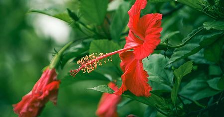Zrób to jeszcze w lipcu. Zabieg gwarantuje ogromne kwiaty hibiskusa