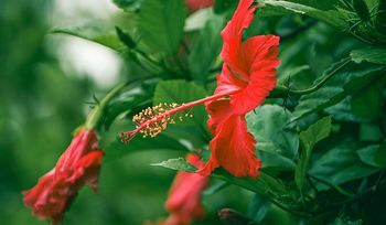 Zrób to jeszcze w lipcu. Zabieg gwarantuje ogromne kwiaty hibiskusa
