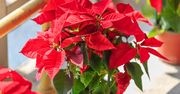 Moja gwiazda betlejemska nie traci liści. Posłuchałam złotych rad pani z kwiaciarni