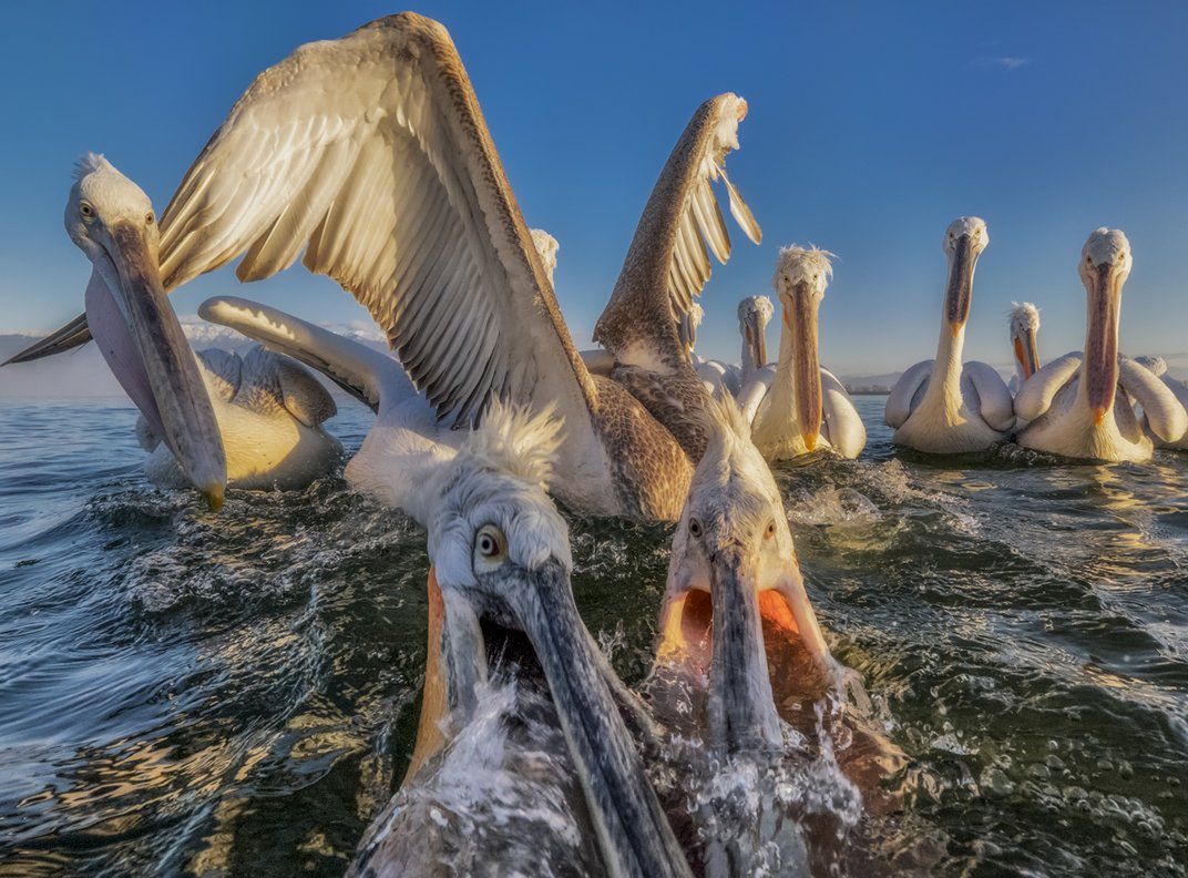 Znamy zwycięzców i finalistów Smithsonian Photo Contest 2015 12