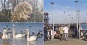 Dąbrowa Górnicza: Nad Pogorią czuć już wiosnę! Tłumy spacerowiczów wybrały się nad malownicze jezioro, by podziwiać budzącą się do życia naturę - ZDJĘCIA